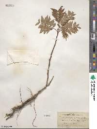 Sorbus americana image