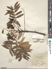 Sorbus americana image