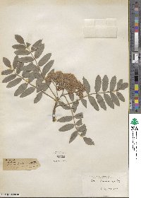 Sorbus americana image