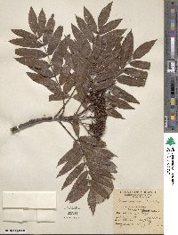 Sorbus americana image