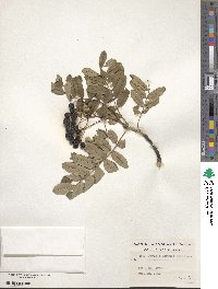 Sorbus americana image