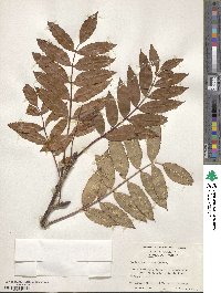 Sorbus americana image