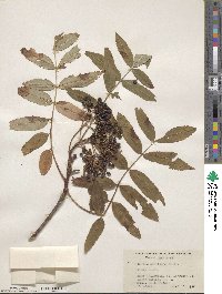 Sorbus americana image