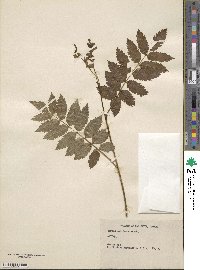 Sorbus americana image