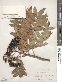 Sorbus americana image