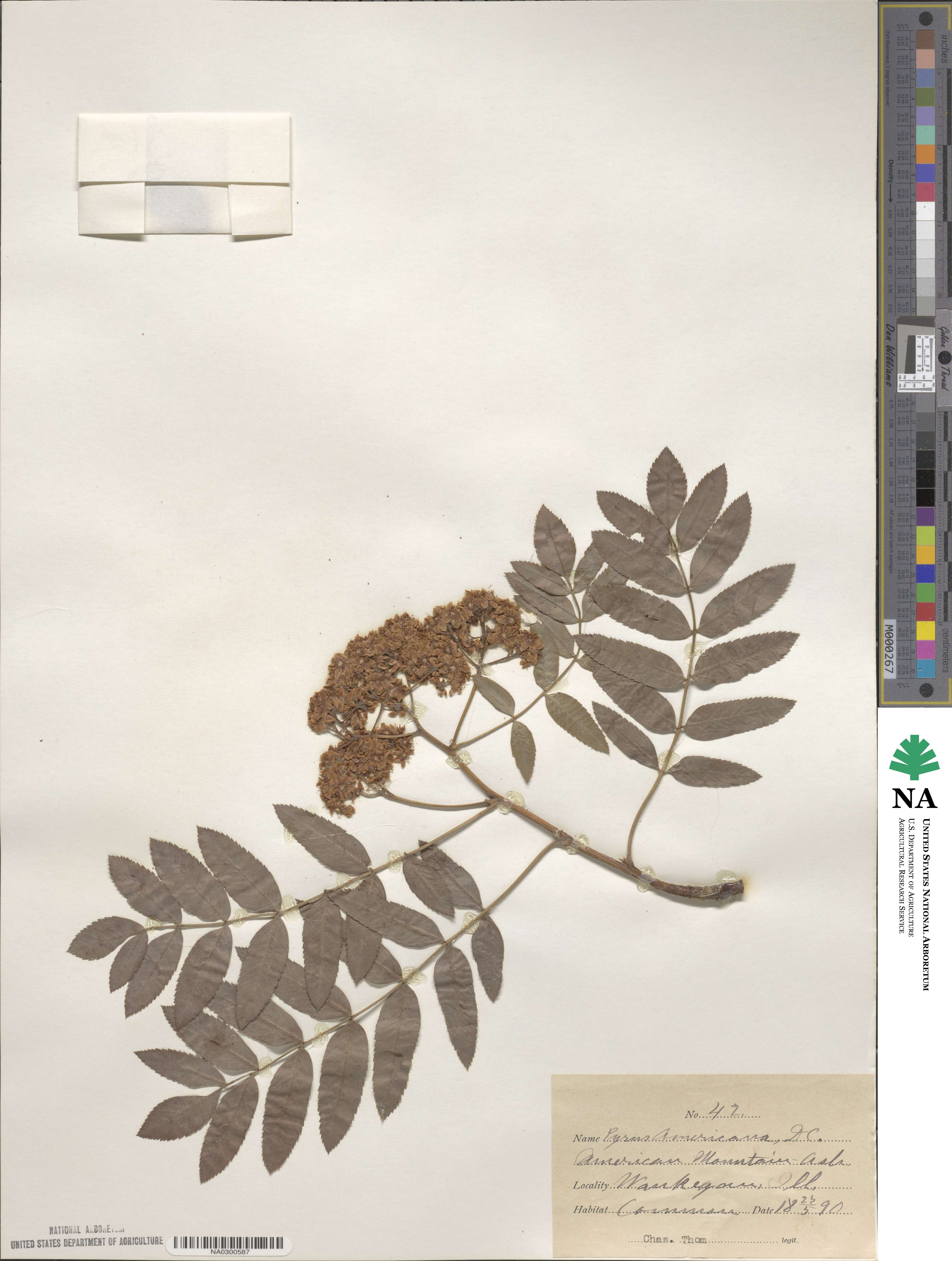 Sorbus image