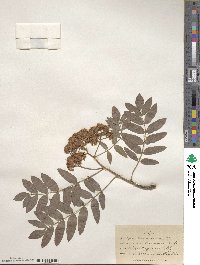 Sorbus americana image