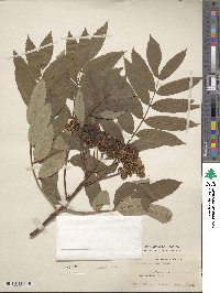 Sorbus americana image