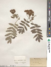 Sorbus americana image