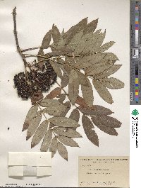 Sorbus americana image