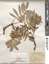 Sorbus americana image