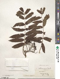 Sorbus americana image