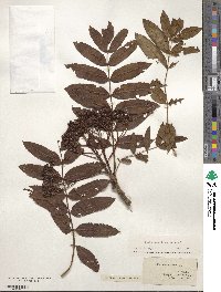 Sorbus americana image