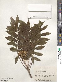 Sorbus americana image