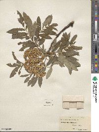 Sorbus americana image