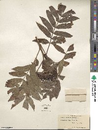 Sorbus americana image