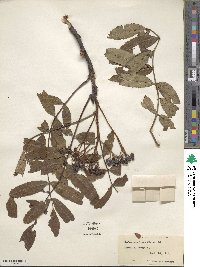 Sorbus americana image