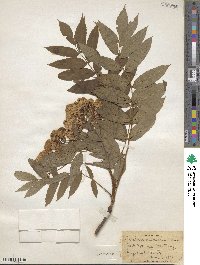 Sorbus americana image