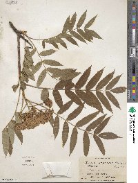 Sorbus americana image