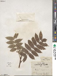 Sorbus americana image