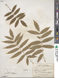 Sorbus americana image