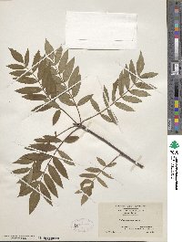 Sorbus americana image