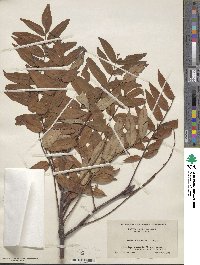 Sorbus americana image