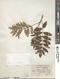 Sorbus americana image