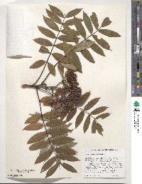 Sorbus americana image