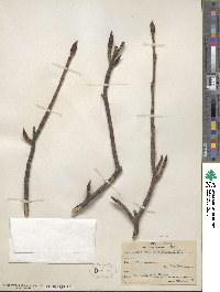 Sorbus americana image