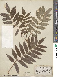 Sorbus americana image