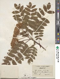 Sorbus americana image