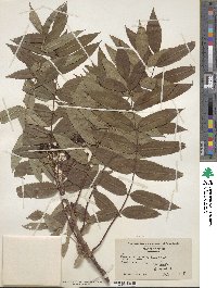 Sorbus americana image