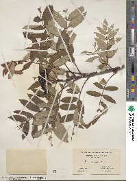 Sorbus americana image