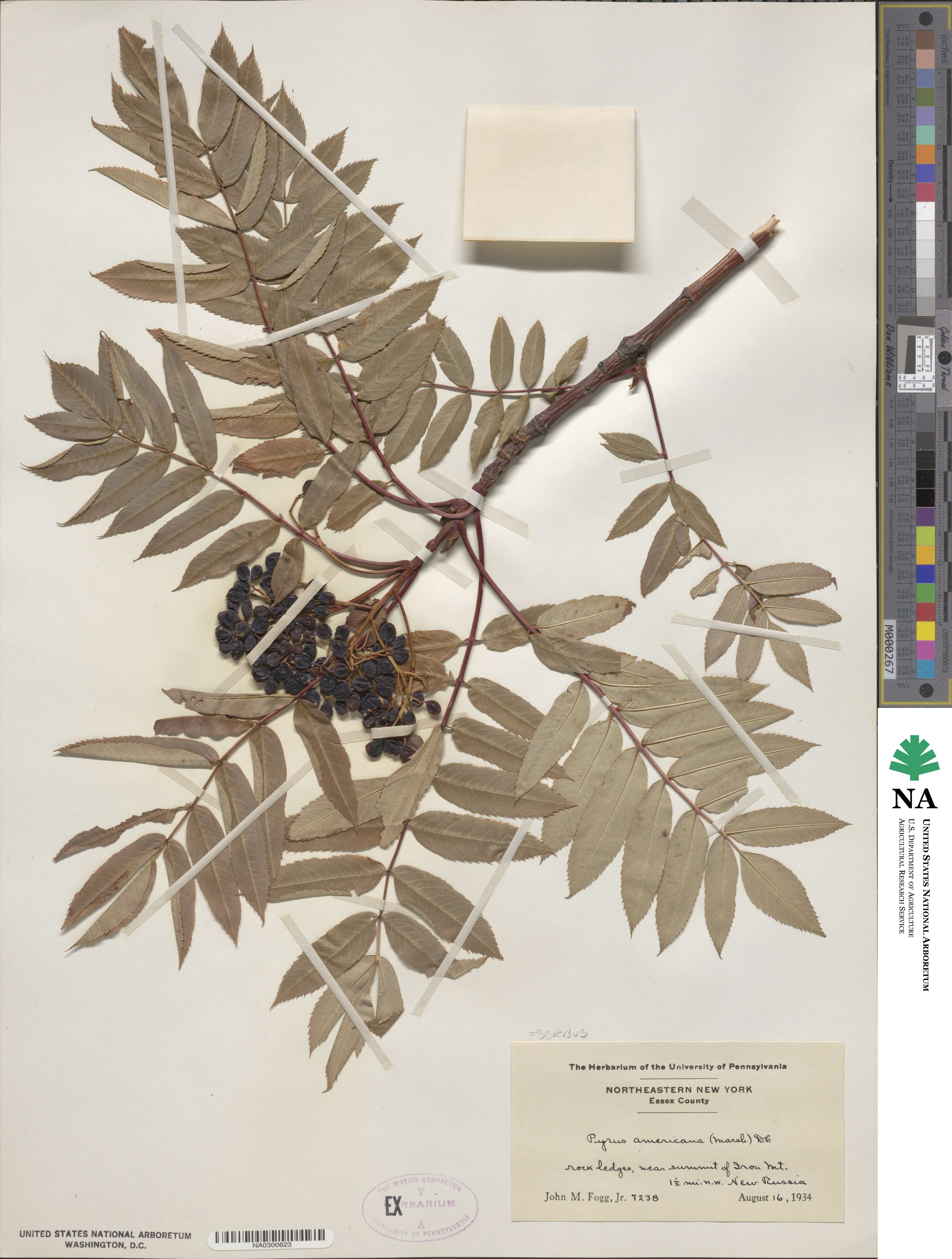 Sorbus americana image
