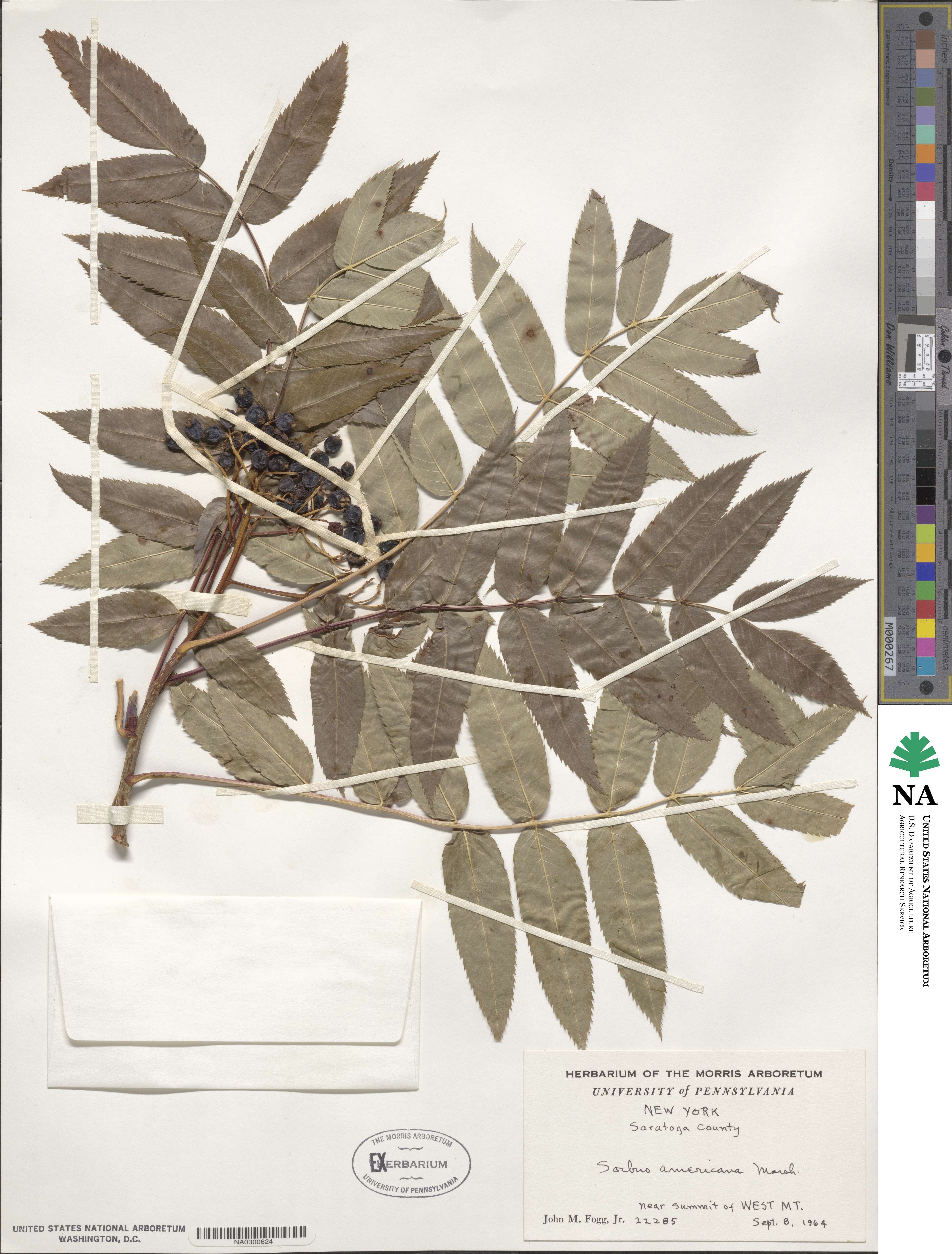 Sorbus americana image