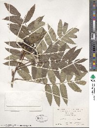 Sorbus americana image