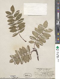 Sorbus americana image