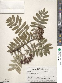 Sorbus aucuparia image