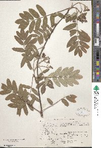 Sorbus aucuparia image