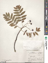 Sorbus aucuparia image