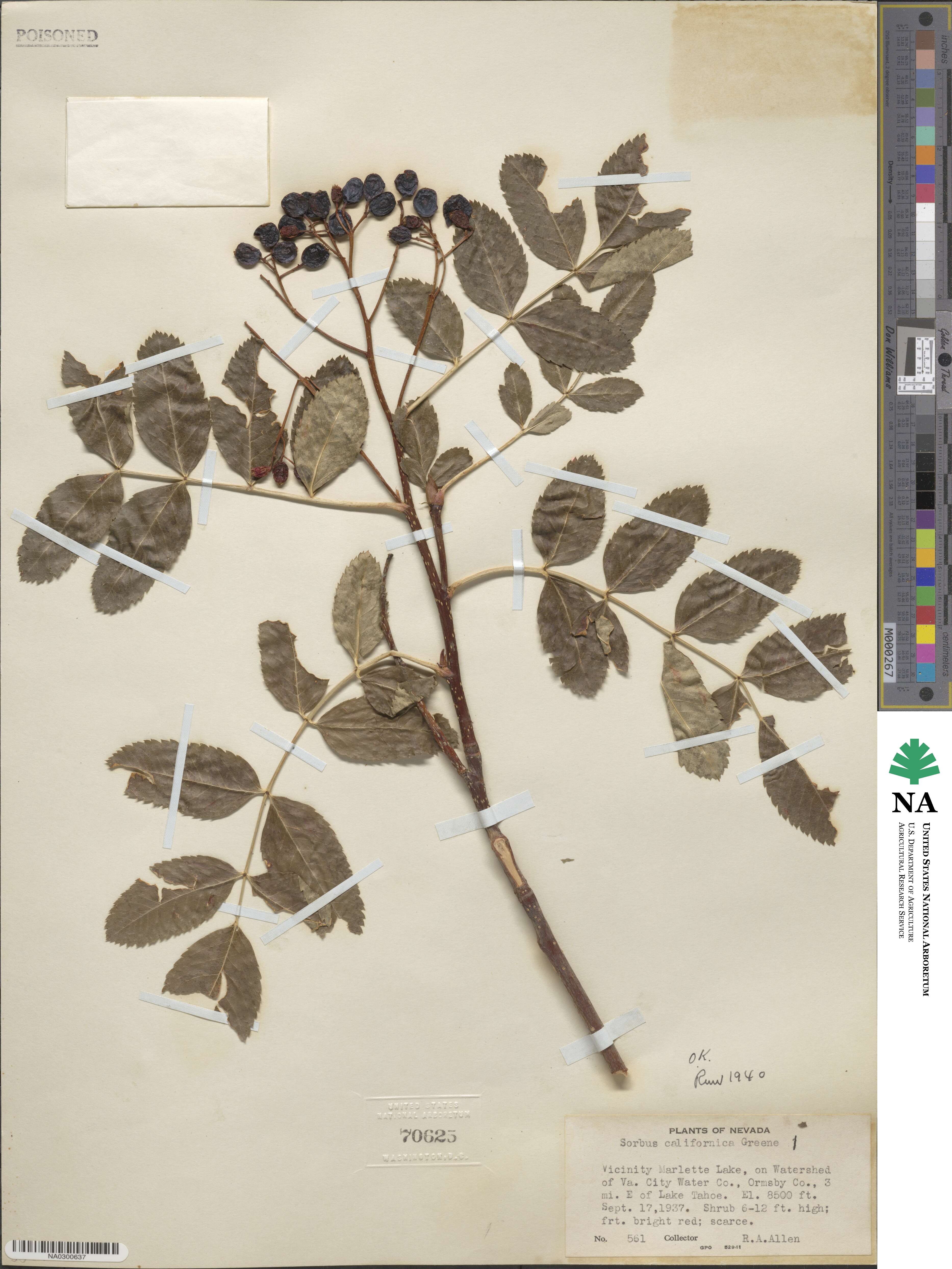 Sorbus californica image