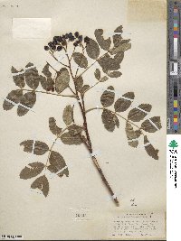 Sorbus californica image