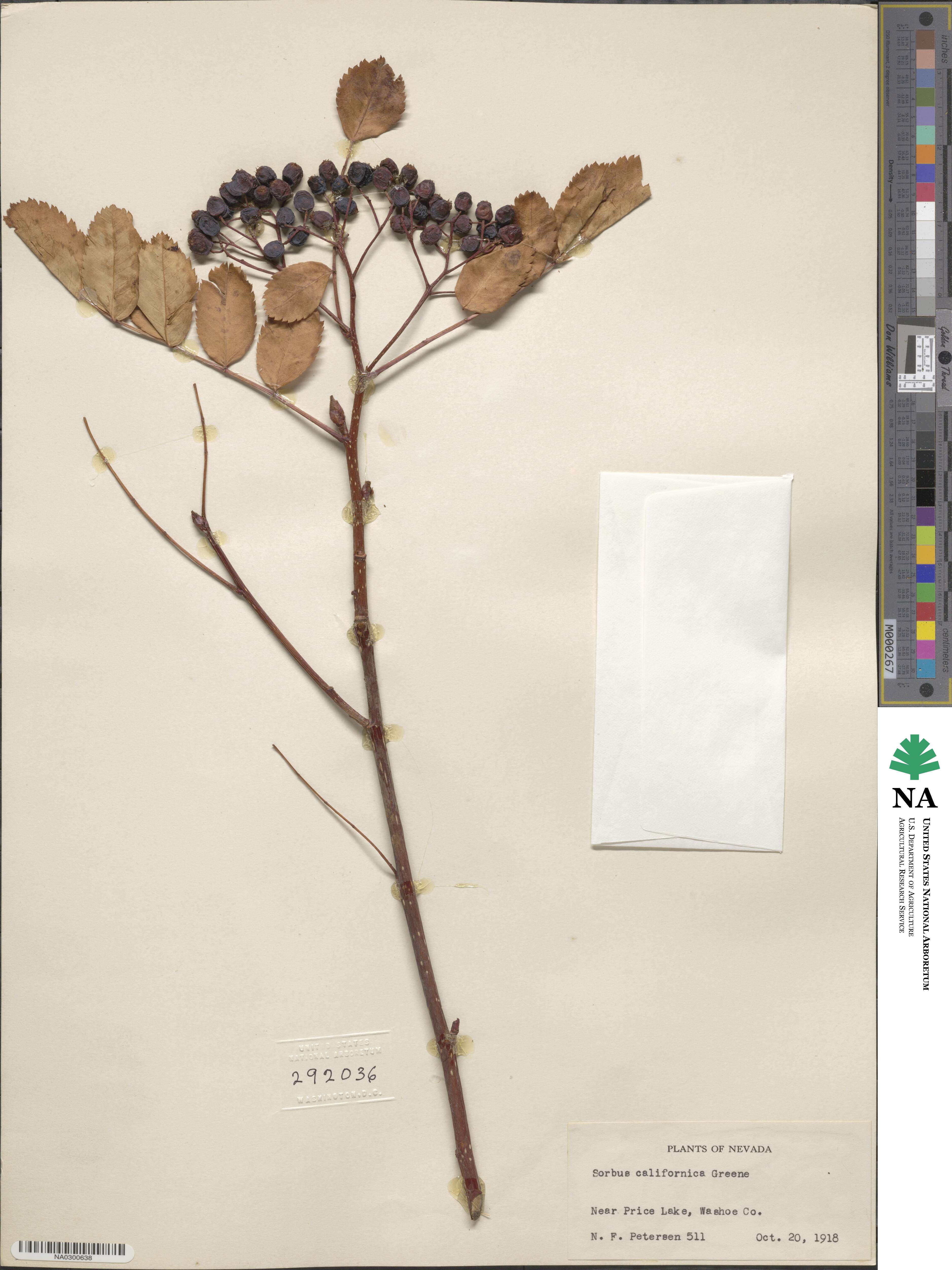 Sorbus californica image