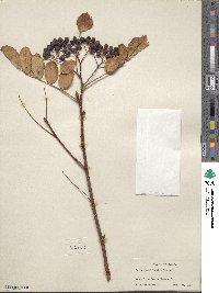 Sorbus californica image