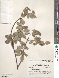 Sorbus californica image