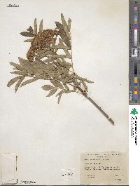 Sorbus scopulina var. cascadensis image