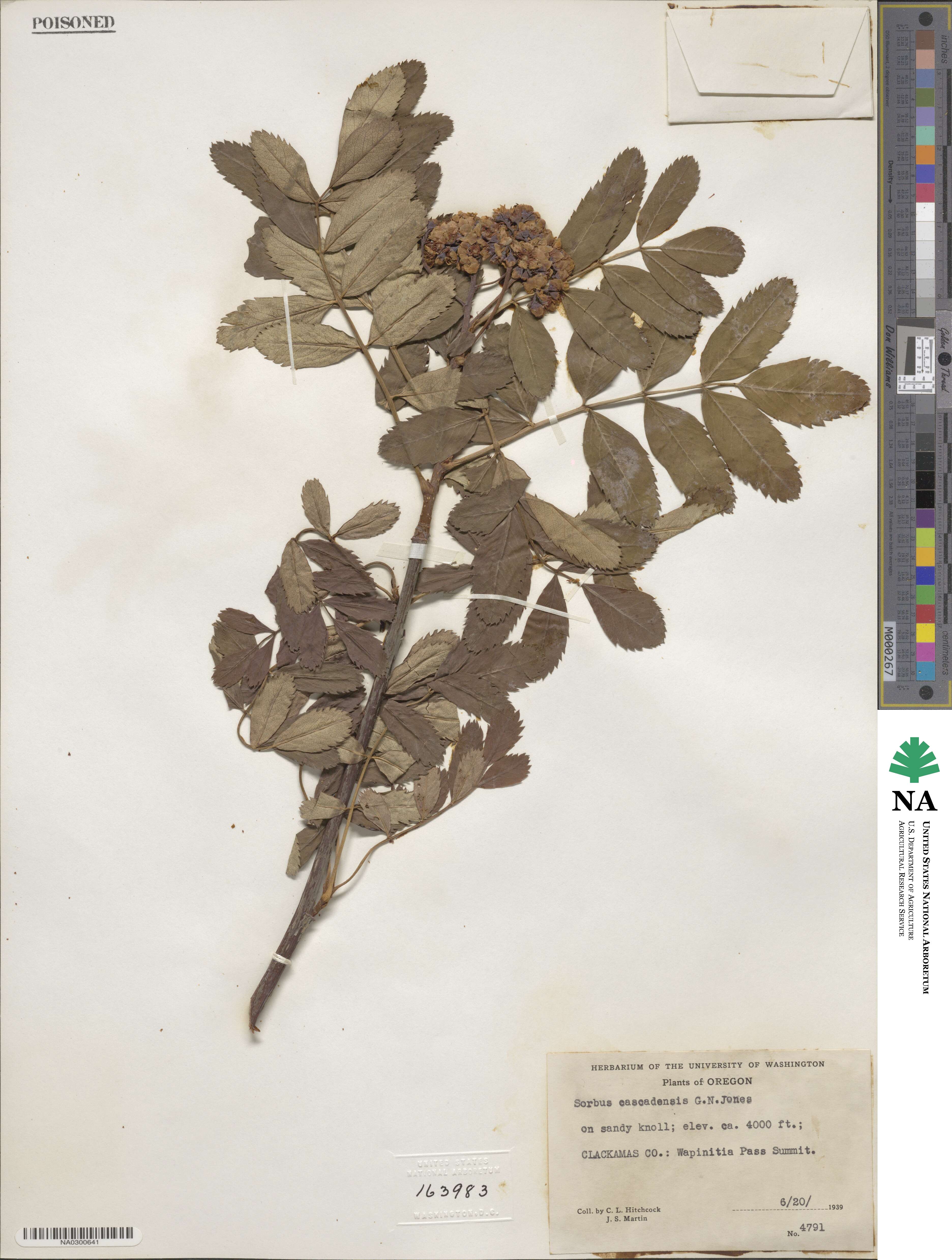 Sorbus scopulina var. cascadensis image
