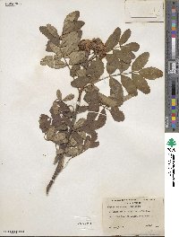 Sorbus scopulina image