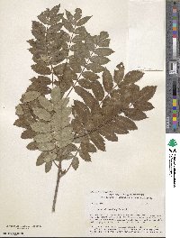 Sorbus decora image